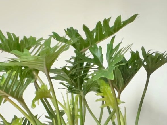 やわらかな光と観葉植物